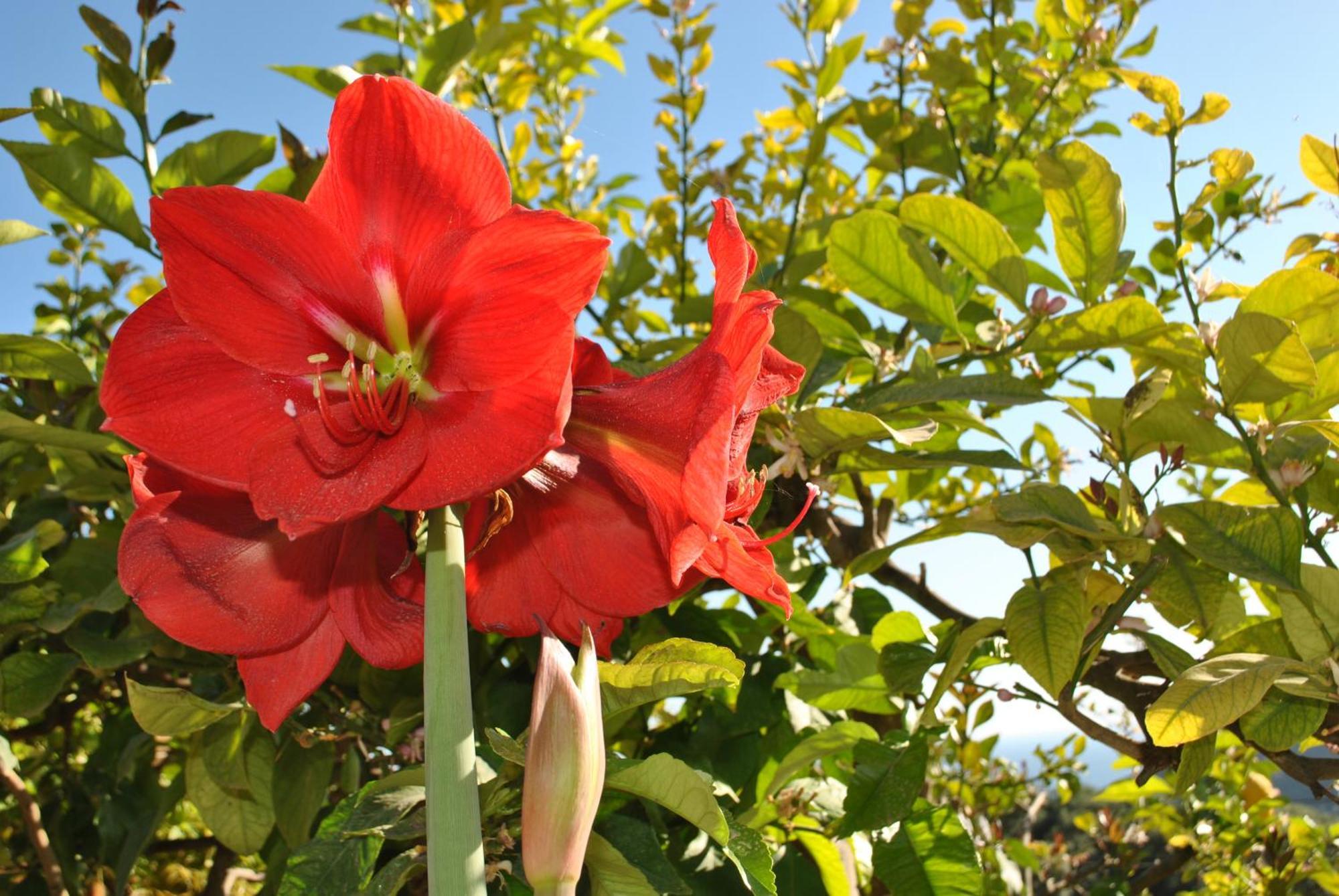 Amaryllis House Lejlighed Parga Eksteriør billede